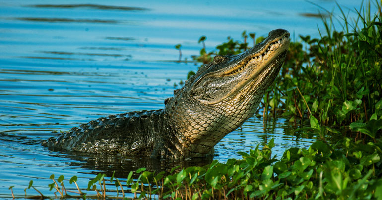 Alligator Spirit Animal Meaning