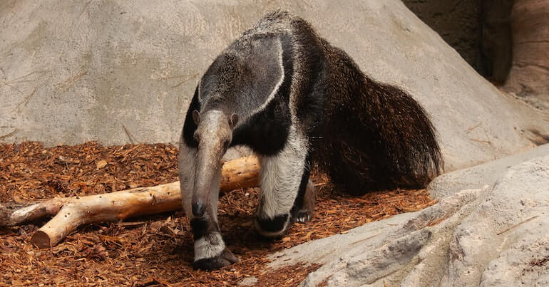 Anteater Spirit Animal