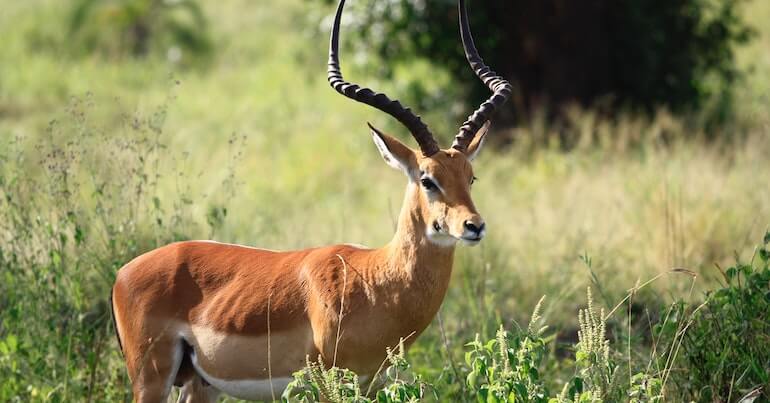 Antelope Spirit Animal Meaning