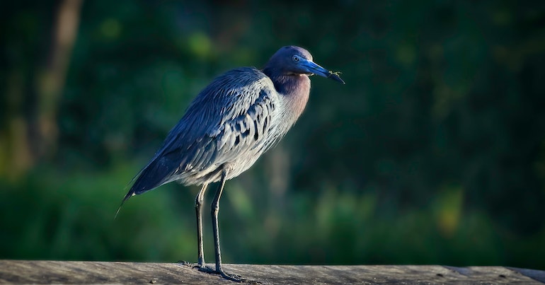 Blue Heron's Call to Self-Reflection