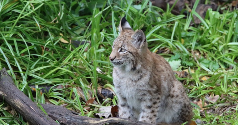 Connecting with the Bobcat Spirit Animal