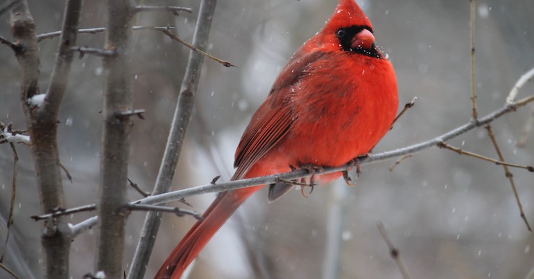 Meaning of the Cardinal Spirit Animal