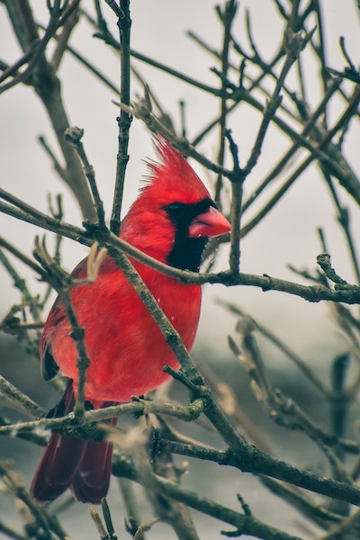 Cardinal Spirit Animal in Different Cultures