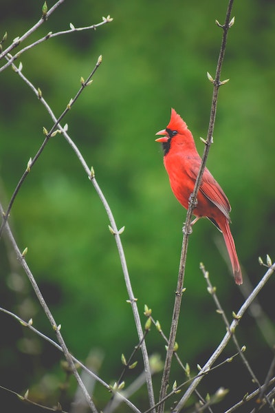 Symbolism of the Cardinal Spirit Animal