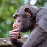Chimpanzee-spirit-animal