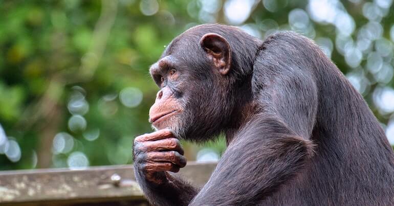 Meaning of the Chimpanzee Spirit Animal