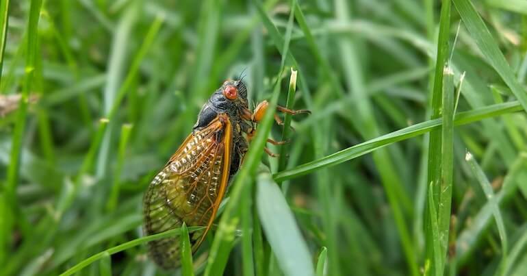 The Cicada Spirit Animal as a Guide