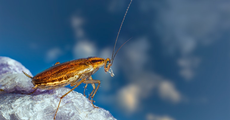 Other Symbolic Meanings of the Cockroach
