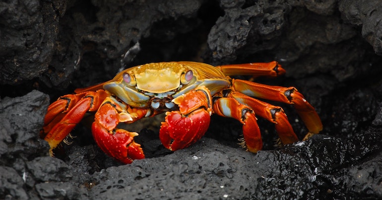 Meaning of the Crab Spirit Animal