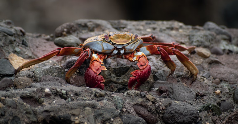 crab spirit animal guide us in relationships