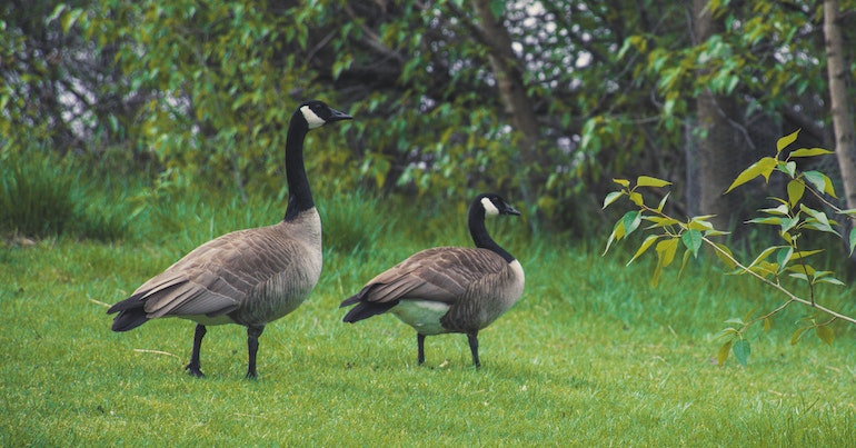 Goose as a Symbol of Fertility and Nurturing