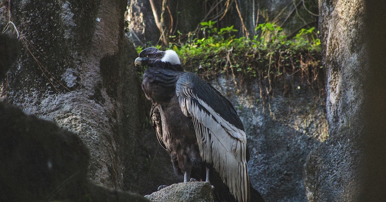 Condor Spirit Animal's Symbolism