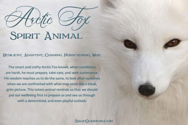 Arctic Fox Spirit Animal Meaning