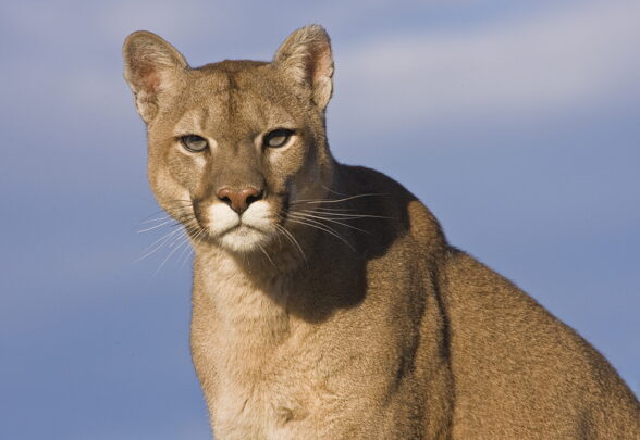 Cougar Spirit Animal Meaning