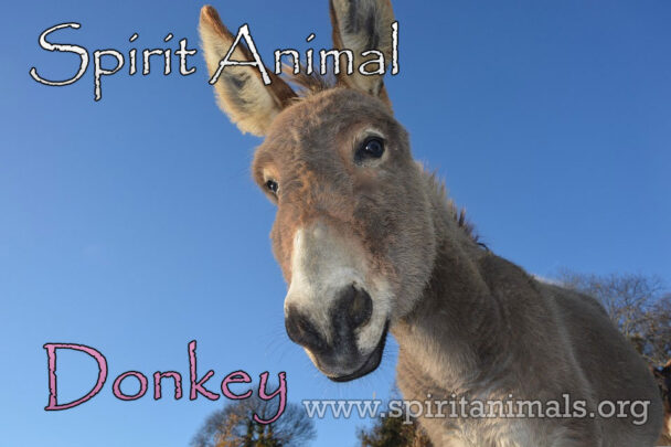 Donkey Spirit Animal Meaning