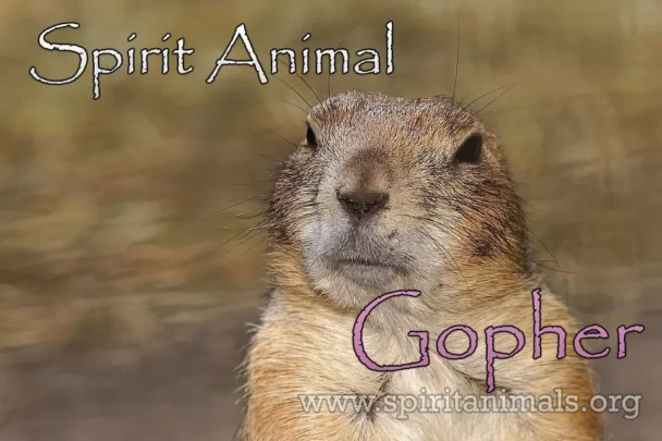 Gopher Spirit Animal Meaning