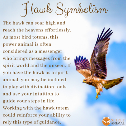 Hawk Spirit Animal Meaning