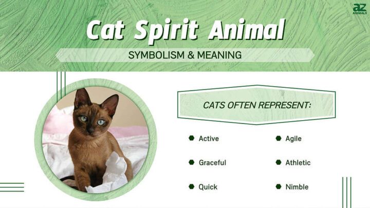 Grumpy Cat Spirit Animal Meaning