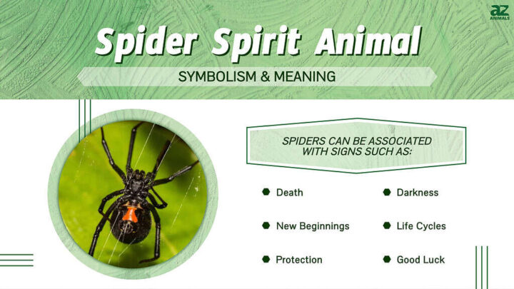 Black Widow Spirit Animal Meaning