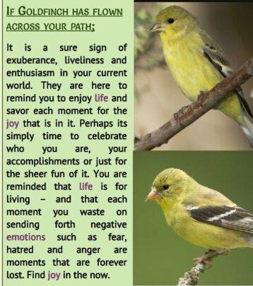 Goldfinch Spirit Animal Meaning